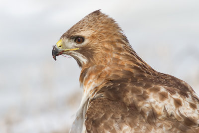 red-tailed hawk 315