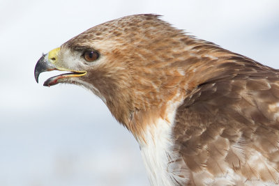 red-tailed hawk 317