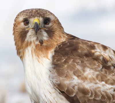 red-tailed hawk 318
