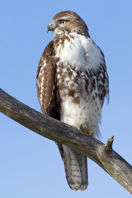 red-tailed hawk 319