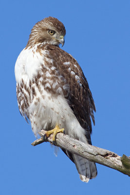 red-tailed hawk 321