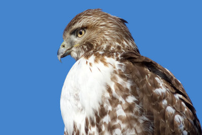 red-tailed hawk 322