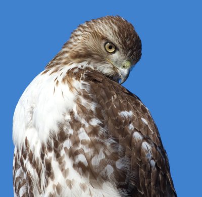 red-tailed hawk 323