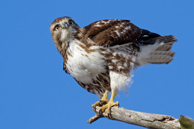 red-tailed hawk 324