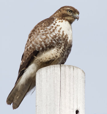 red-tailed hawk 325