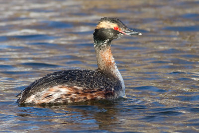 horned grebe 53