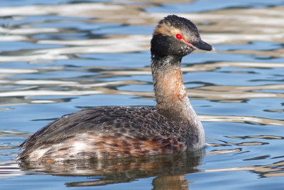 horned grebe 54