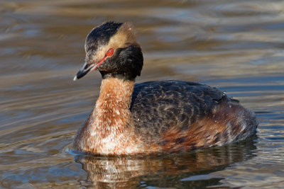 horned grebe 61