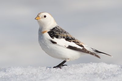snow bunting 40