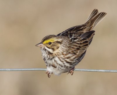 savannah sparrow 24