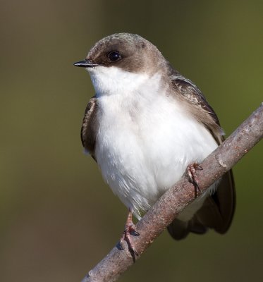 tree swallow 246