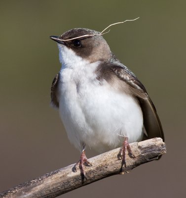 tree swallow 247