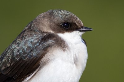 tree swallow 248