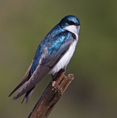 tree swallow 255