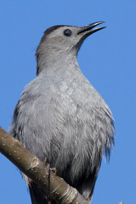 catbird 55