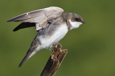 tree swallow 258