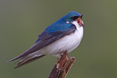 tree swallow 264