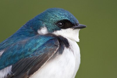 tree swallow 265