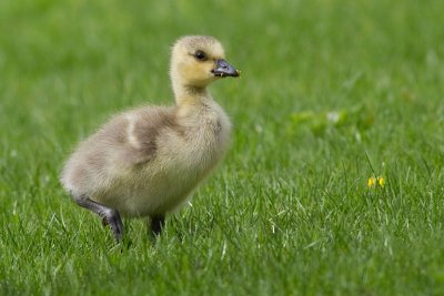 Canada Goose - gosling