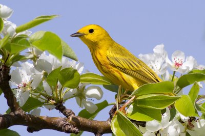 yellow warbler 24