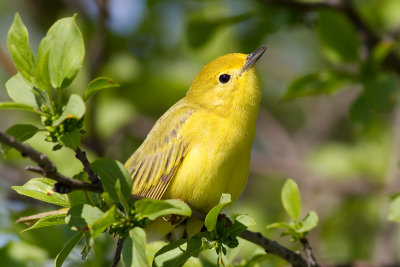 Yellow Warbler - Female