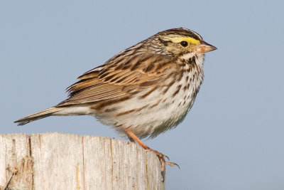 savannah sparrow 22