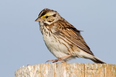savannah sparrow 23