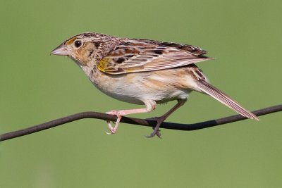 grasshopper sparrow 6