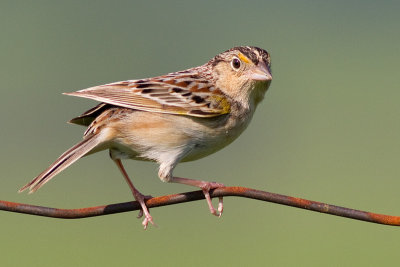 grasshopper sparrow 9