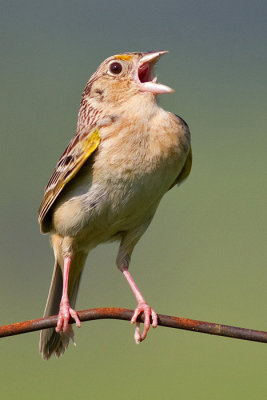 grasshopper sparrow 12