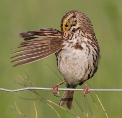 savannah sparrow 26