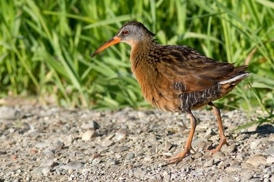 virginia rail 4