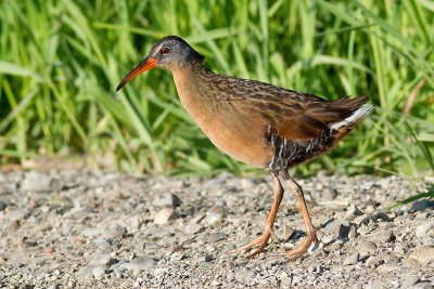 virginia rail 5