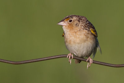 grasshopper sparrow 14