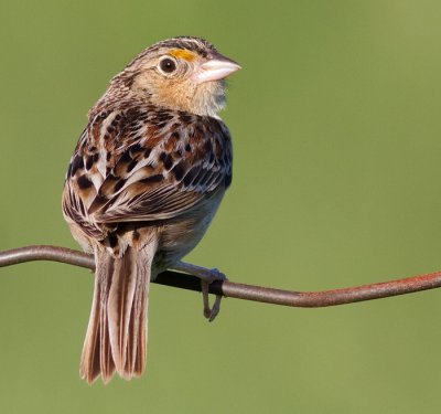 grasshopper sparrow 17