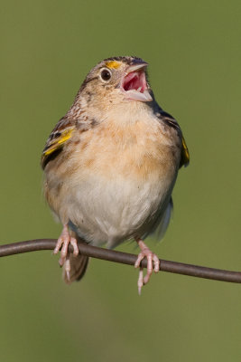 grasshopper sparrow 19