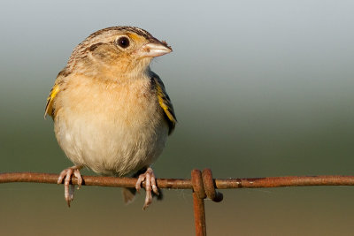 grasshopper sparrow 25