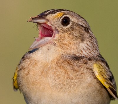 grasshopper sparrow 28