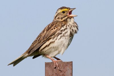 savannah sparrow 28