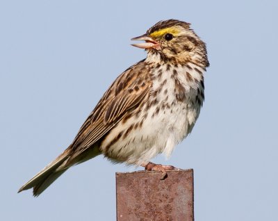 savannah sparrow 29