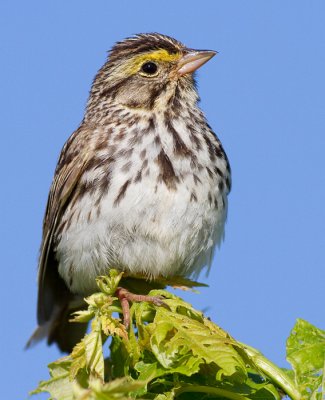 savannah sparrow 30