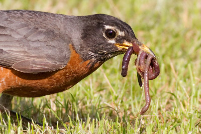 robin 105