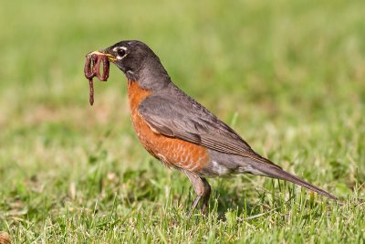 robin 106