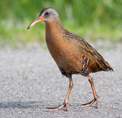 virginia rail 10