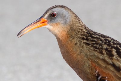 virginia rail 13