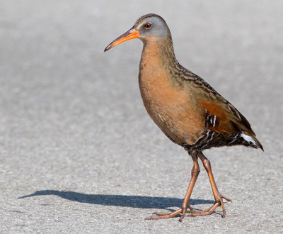 virginia rail 15