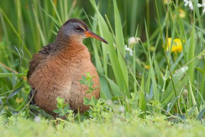 virginia rail 18