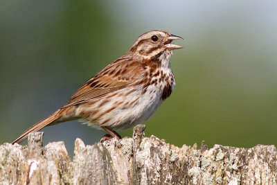 song sparrow 97