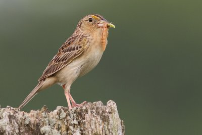 grasshopper sparrow 32