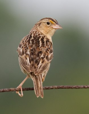 grasshopper sparrow 35